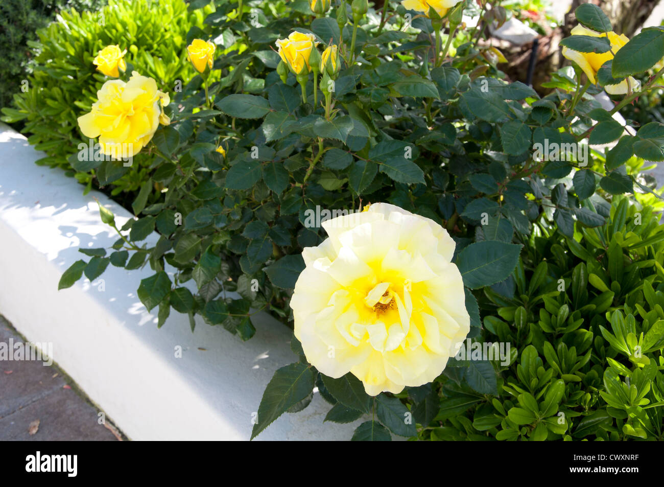 Rose jaune jardinage bush Banque D'Images