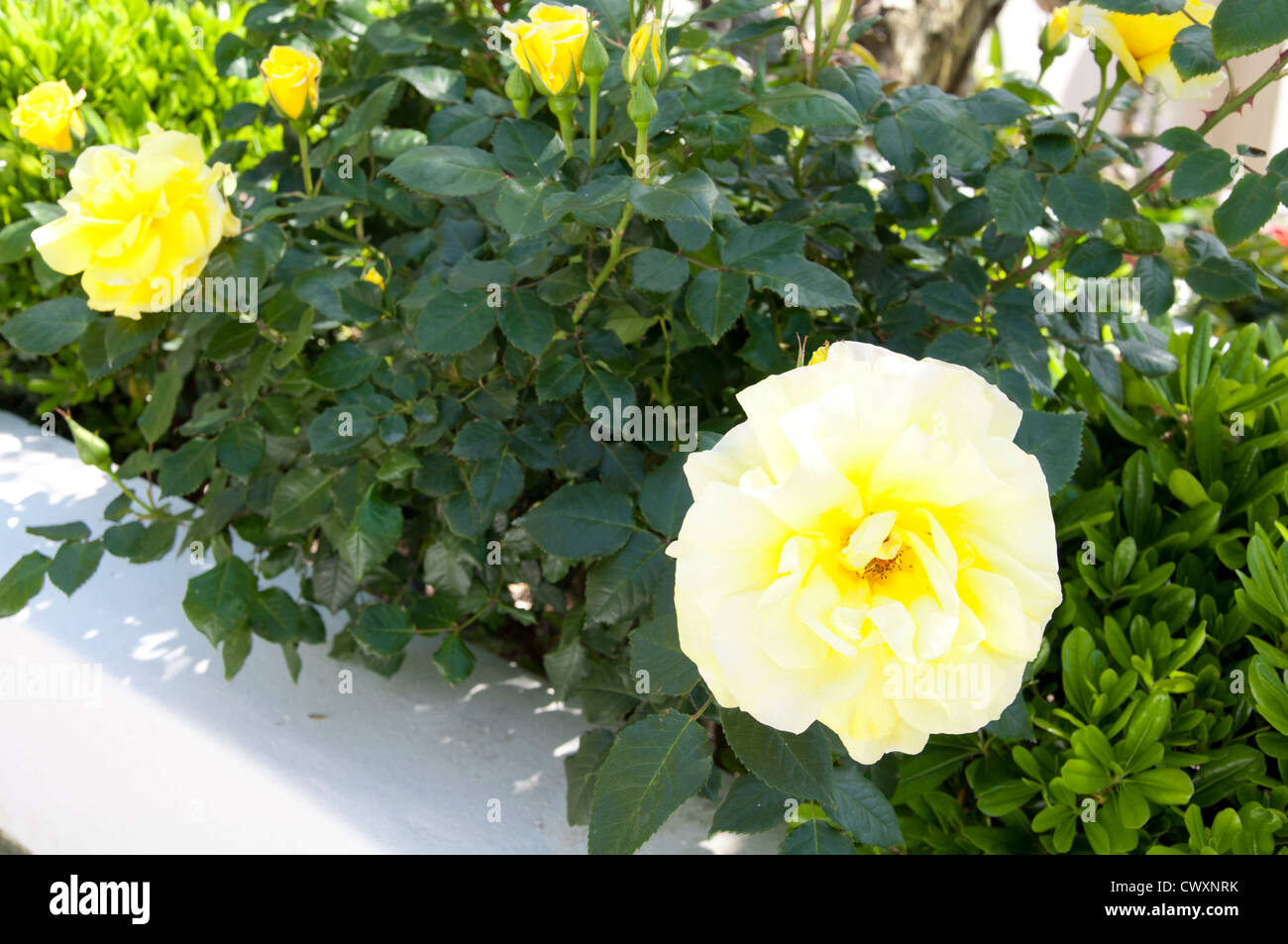 Rose jaune jardinage bush Banque D'Images