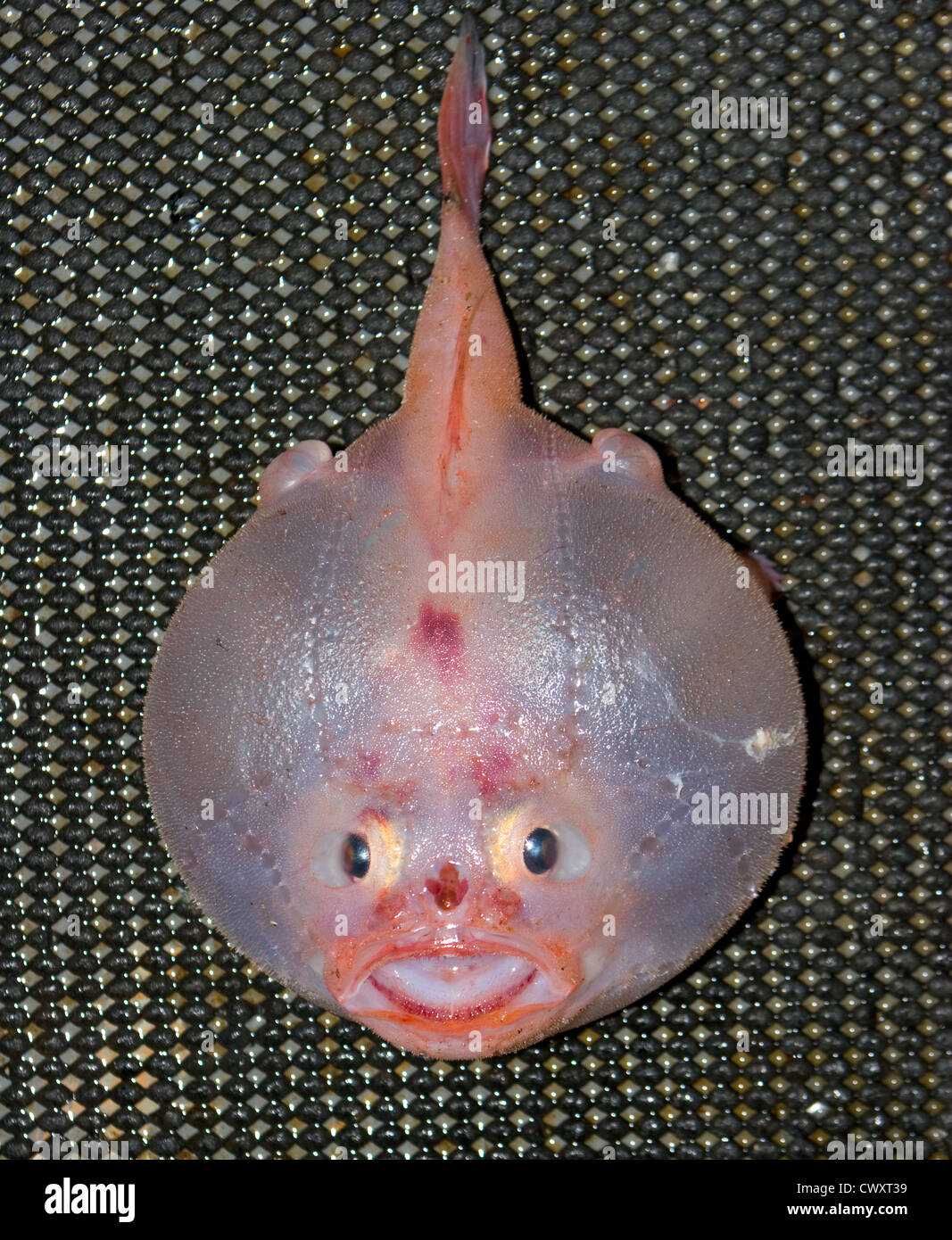 Une grille supérieure de Rose (Chaunax pictus) : prise accessoire des chaluts sur un chalutier de pêche commerciale. Cute petits poissons sans valeur commerciale ! Banque D'Images