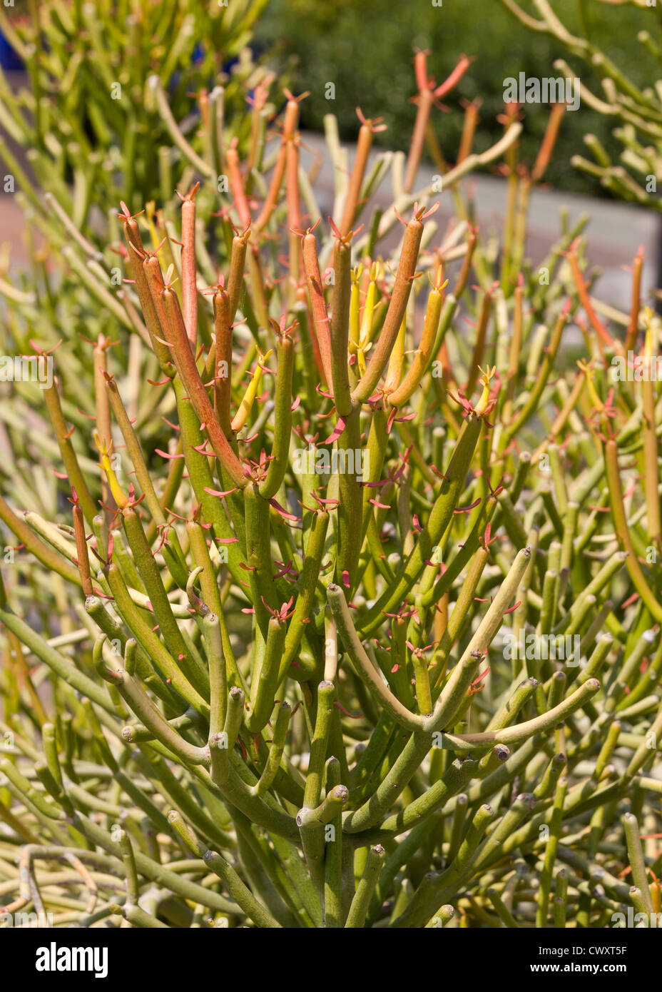 Usine Firestick (Euphorbia tirucalli) Banque D'Images