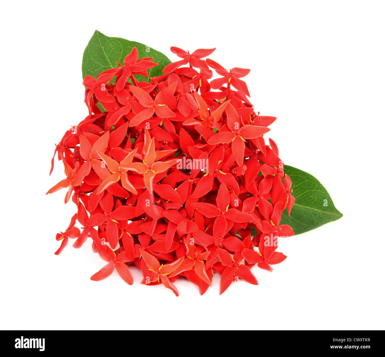 Ixora fleur sur fond blanc Banque D'Images