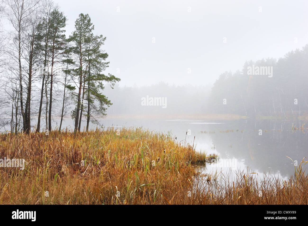 Сloudy matin d'automne, la brume sur le lac. Banque D'Images