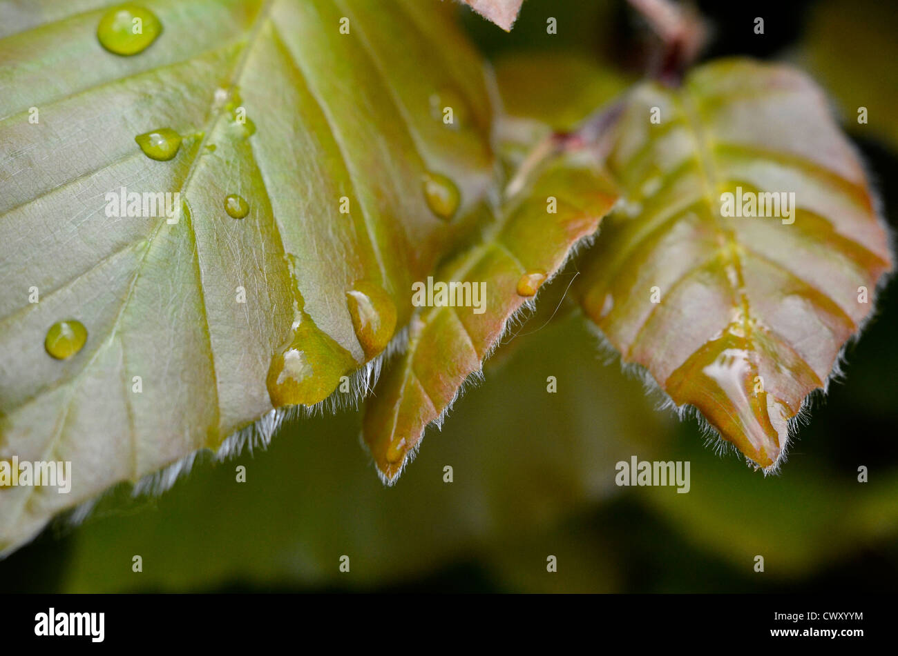 Feuilles de Hêtre Fagus sylvatica / après la douche à effet pluie. Banque D'Images