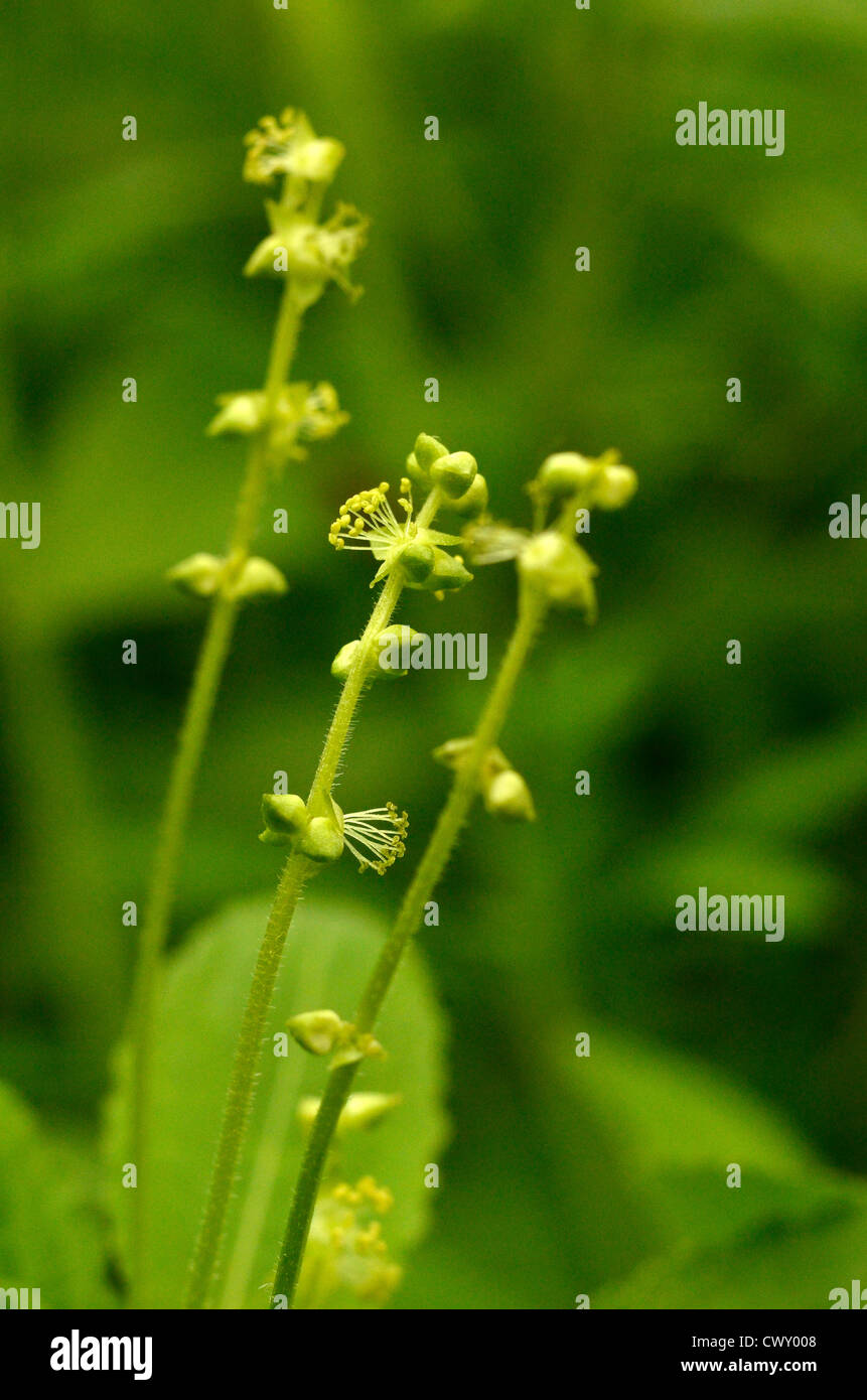 Parties florissantes de Mercury de chien / Mercurialis perennis. Plante britannique toxique. Banque D'Images