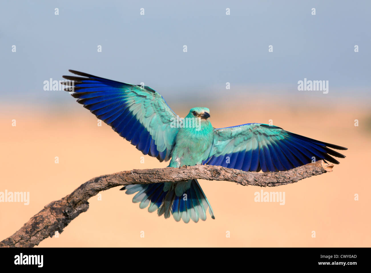 Roller Coracias garrulus ; Espagne ; ailes déployées ; Banque D'Images