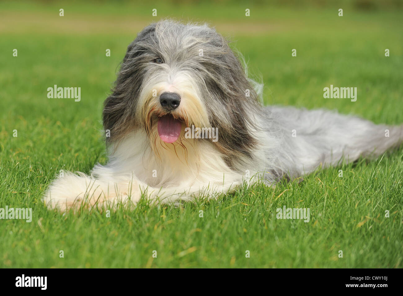 Bearded collie lying in grass Banque D'Images