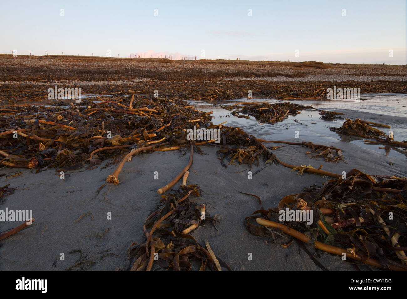 Algues varech échouées après une tempête hivernale, îles Orcades Banque D'Images