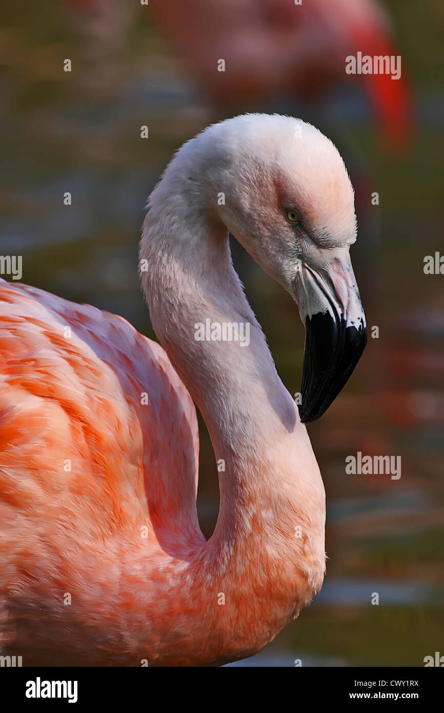 Flamant du Chili (Phoenicopterus chilensis) Banque D'Images