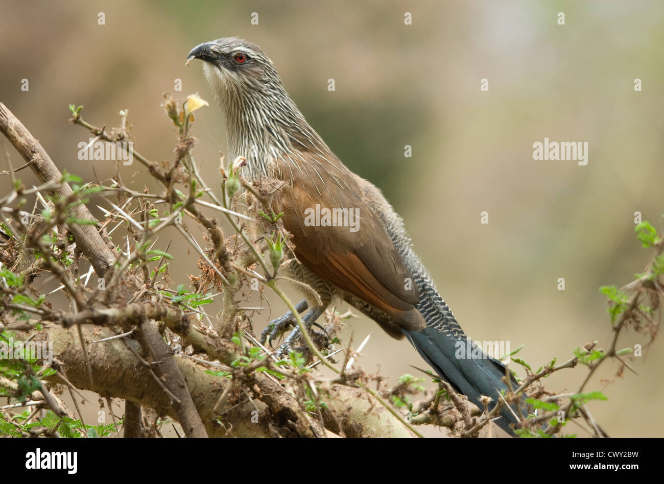 Coucal à sourcils blancs sur acacia, se nourrit de petits insectes Banque D'Images