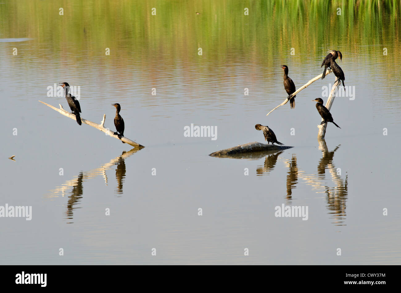 Le cormoran à aigrettes (Phalacrocorax auritus), Bosque del Apache National Wildlife Refuge, Socorro county, Nouveau Mexique, USA. Banque D'Images