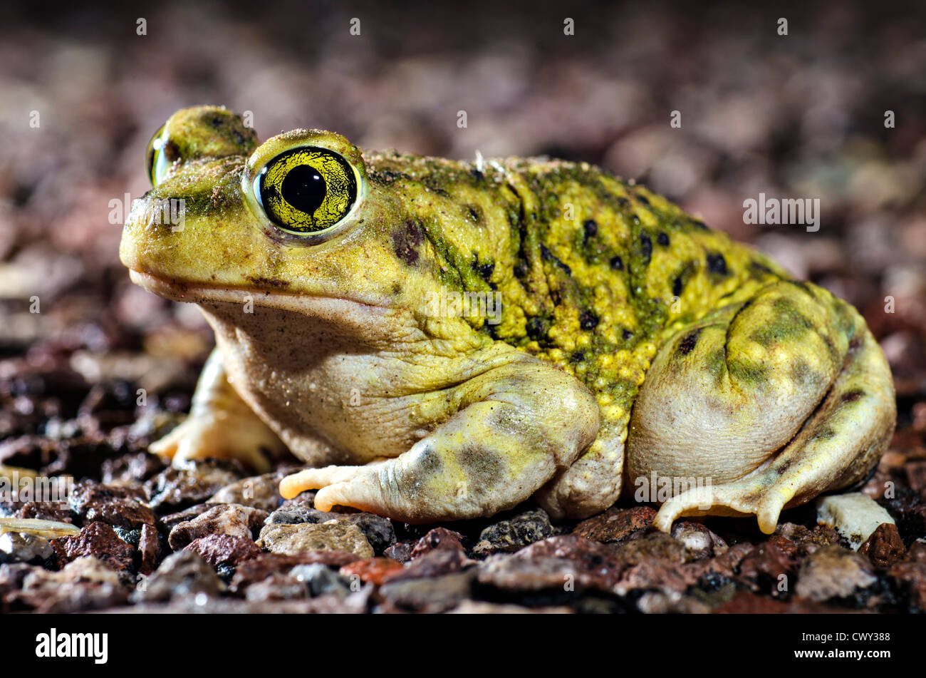 La table, crapaud (Scaphiopus couchii), au sud de Bosque del Apache National Wildlife Refuge, comté de Socorro, Nouveau Mexique. Banque D'Images