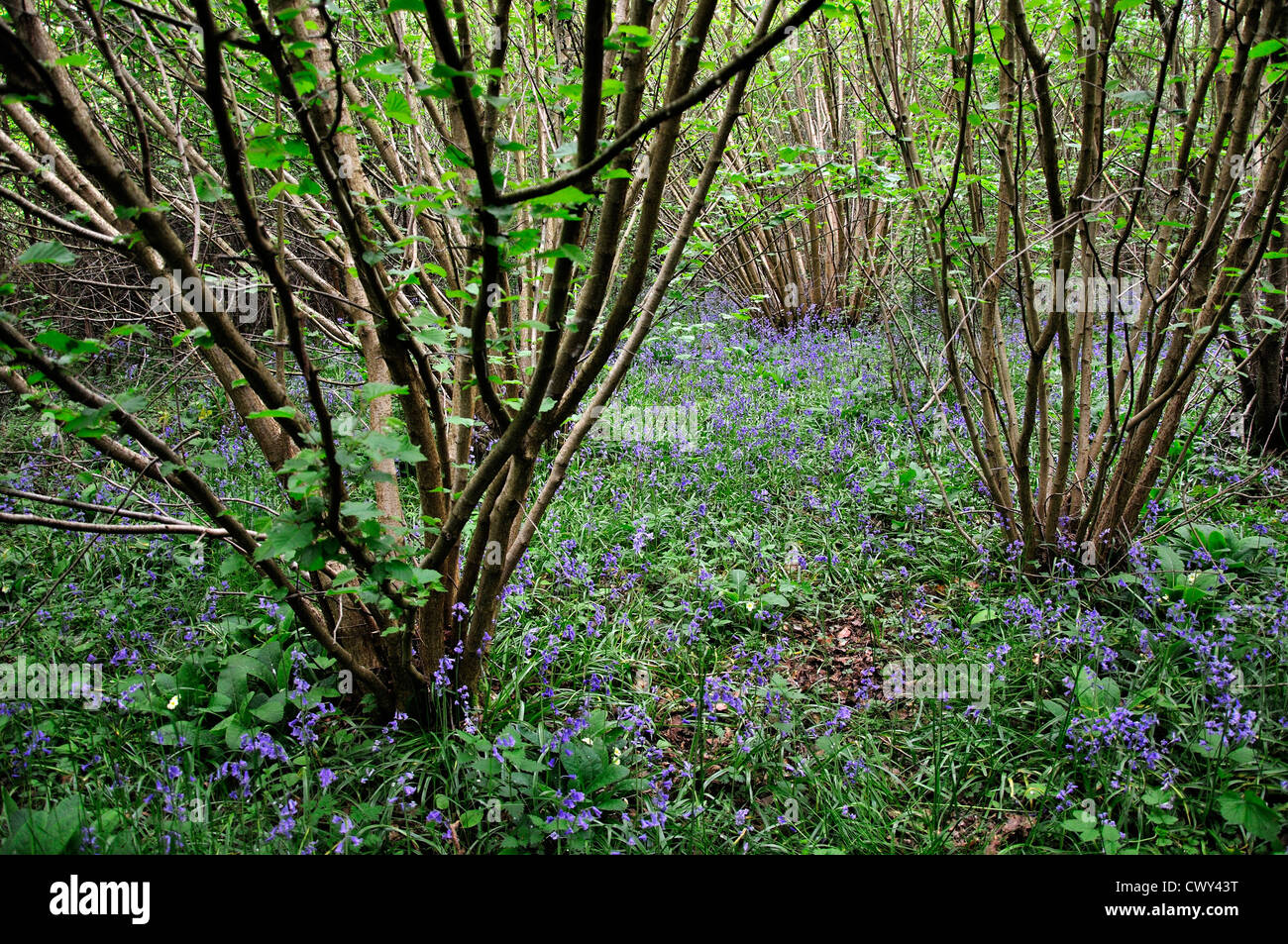 Voie verte du bois, près de Melksham, Wiltshire, Royaume-Uni Banque D'Images