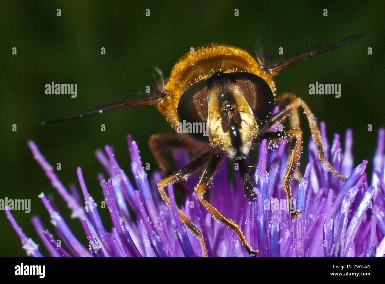 Close up d'une abeille sur thistle Banque D'Images
