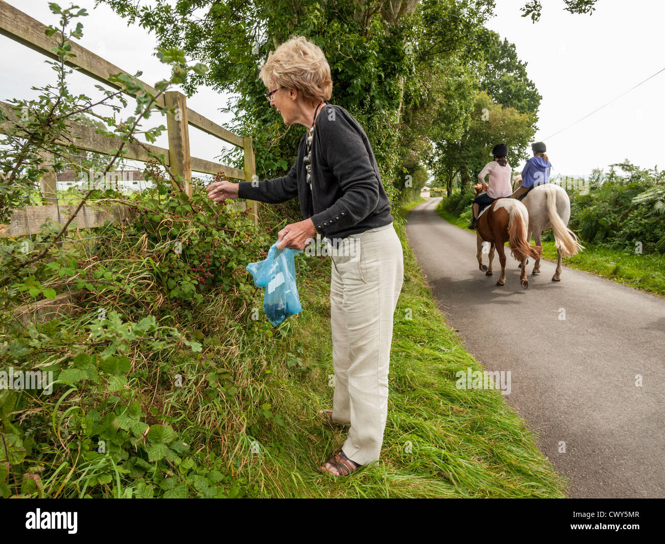 Dame retraité à la recherche de mûres en chemin de campagne avec les chevaux et cavaliers EN ARRIÈRE-PLAN GLOUCESTERSHIRE UK Banque D'Images