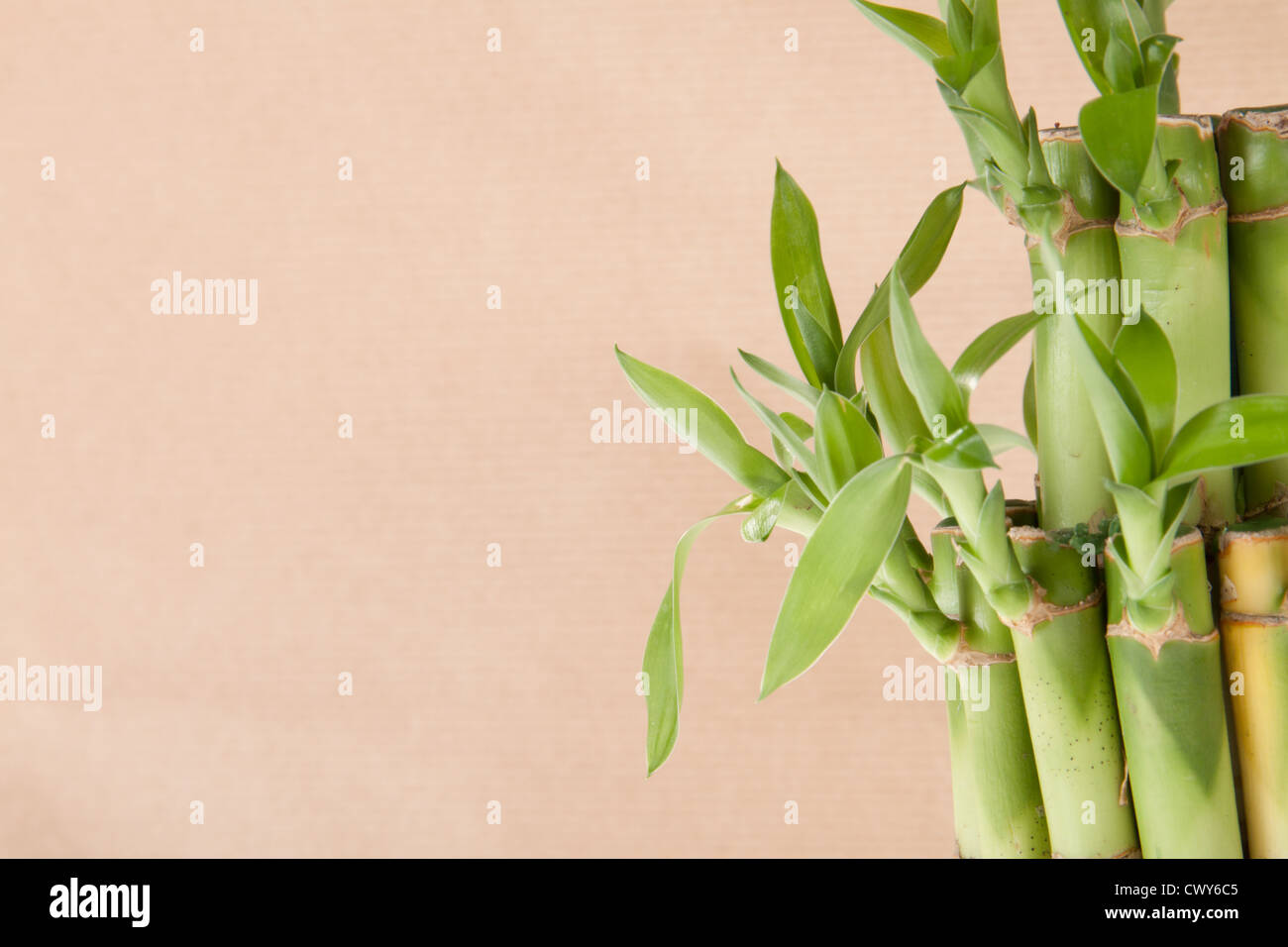 Lucky bambou plante sur un fond brun Banque D'Images