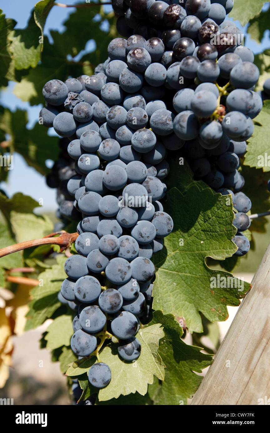 Prêts pour la récolte de raisin rouge à El Ciego, Rioja Alavesa, Alava, Pays Basque, Espagne Banque D'Images