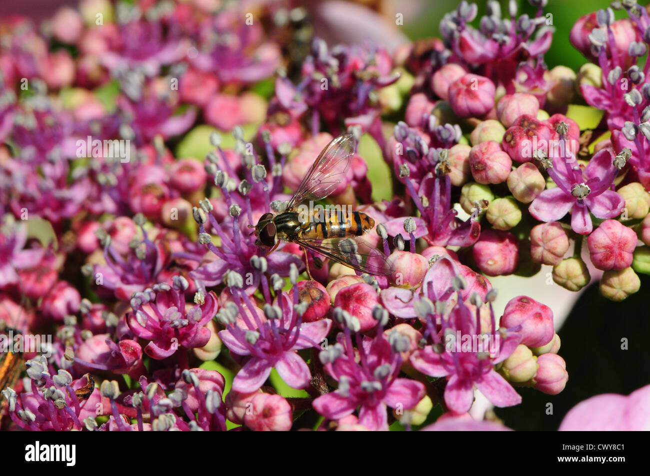 Hover Fly Episyrphus Balteatus sur fleur de Hortensia macrophylla chapeau de dentelle. Banque D'Images
