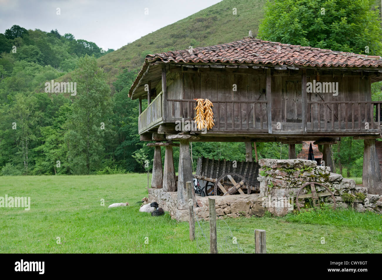 Grange traditionnelle (Horreo) utilisés pour le stockage du maïs, dressé sur pilotis pour empêcher les ours d'entrer. Picos de Europa, l'Espagne. Banque D'Images