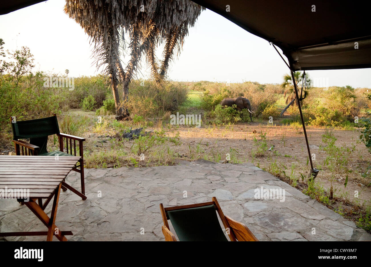 Un éléphant d'Afrique vu de la tente, le lac manze Tented Camp, Selous, Tanzanie Afrique Banque D'Images