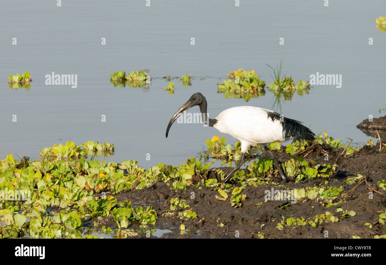 Ibis sacré (Threskiornis aethiopicus) se nourrissant sur les rives du lac Manze, Selous Tanzanie afrique Banque D'Images