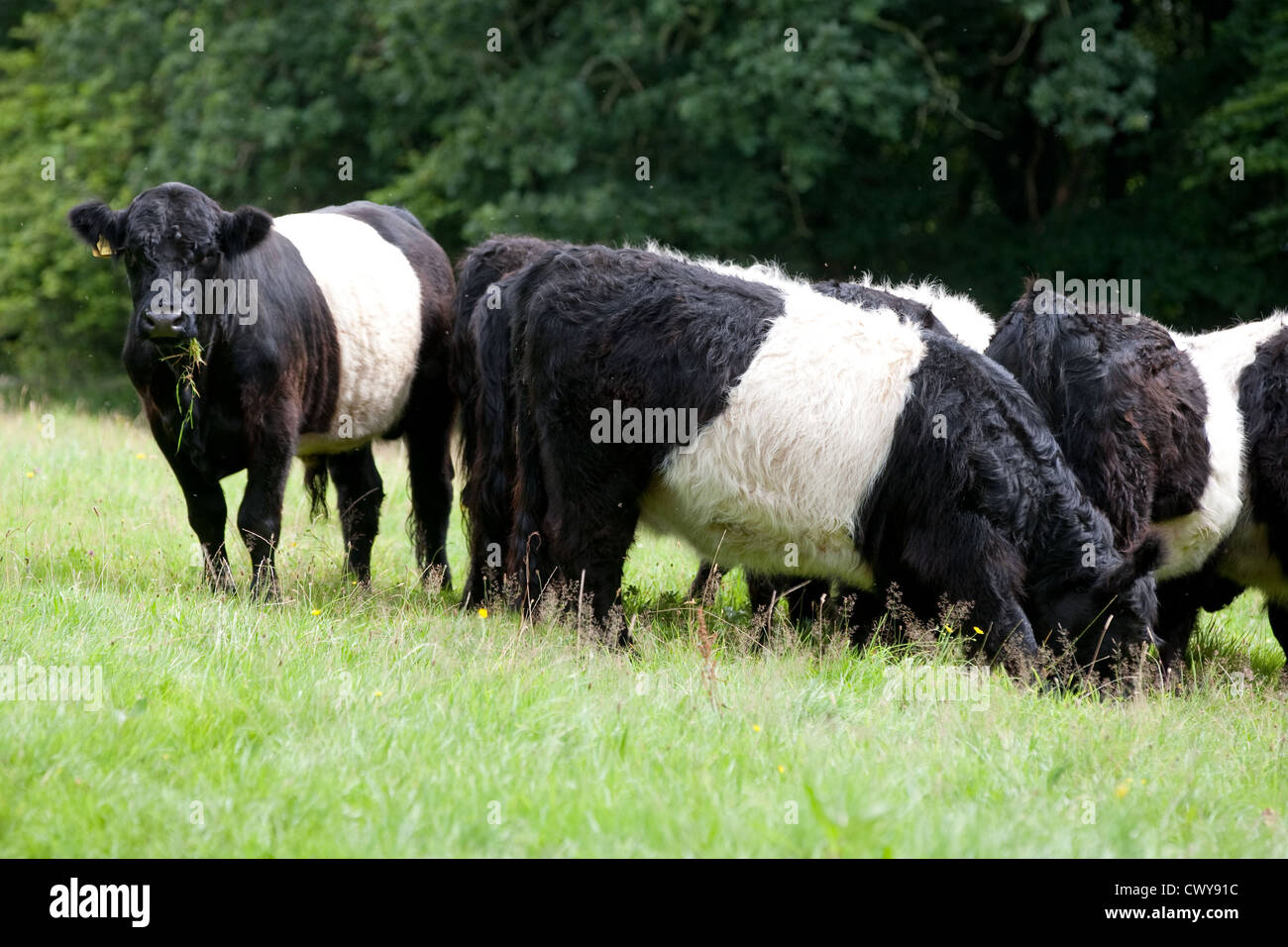 Belted Galloway vaches dans un champ dans le Devon Banque D'Images