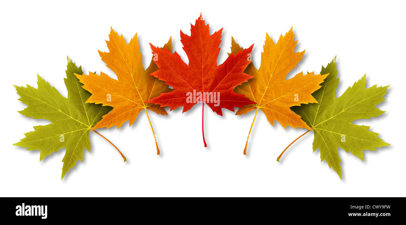 Avec cinq feuilles d'automne feuillage feuille d'érable multicolores disposés dans un concept à thème saisonnier comme un symbole de l'automne météo Banque D'Images