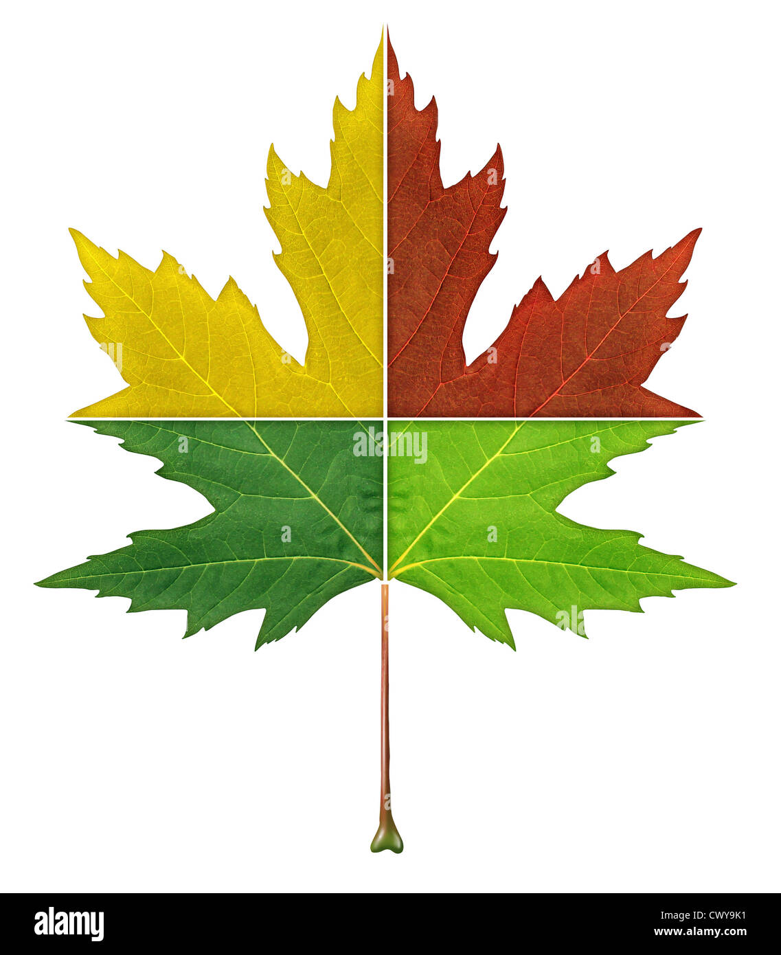 Quatre saisons leaf concept avec le feuillage coupé en quatre morceaux avec rouge jaune gree couleurs représentant le processus naturel de vieillissement de saison printemps été automne hiver isolé sur un fond blanc. Banque D'Images