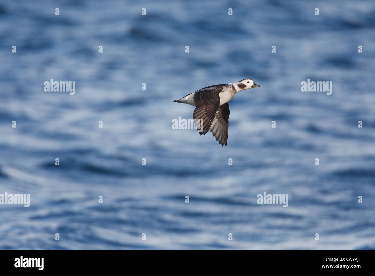 Long-tailed Duck / Harelde kakawi Clangula hyemalis, Shetland, Scotland, UK Banque D'Images