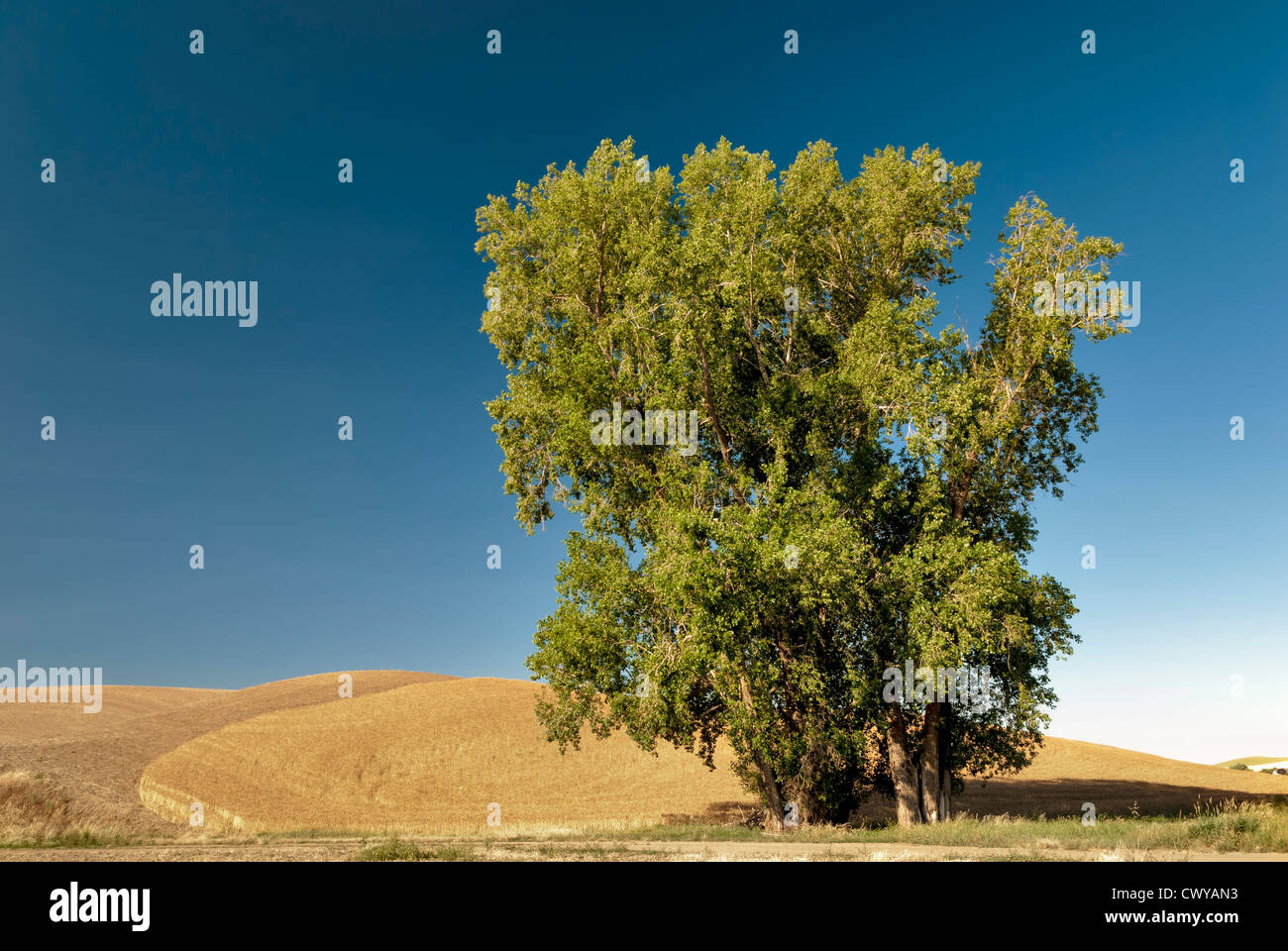 Ciel bleu et de blé d'or un arbre vert Banque D'Images