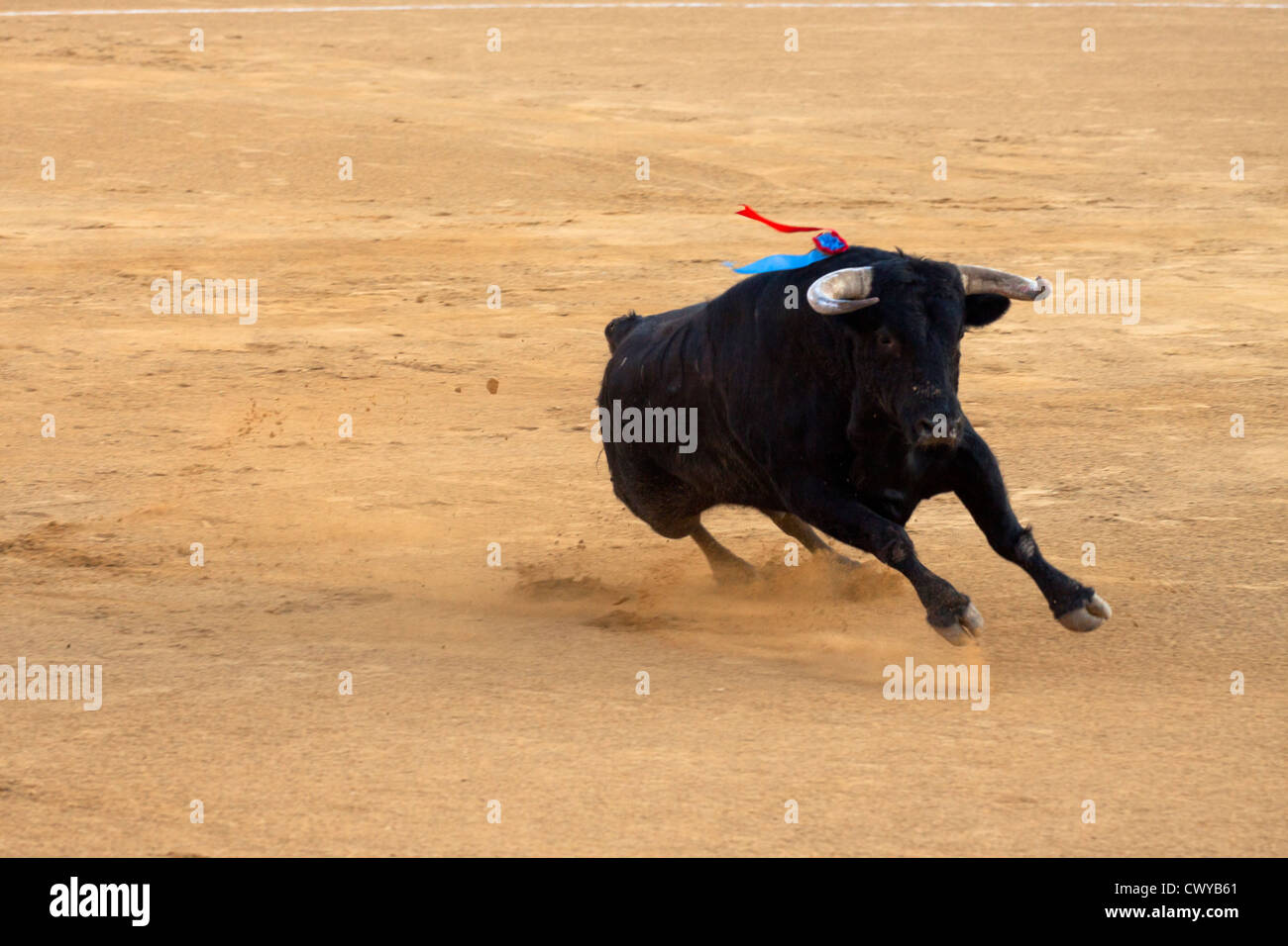 La tauromachie en Espagne. 21 juillet 2012, la Linea de la Concepcion, Espagne. Banque D'Images