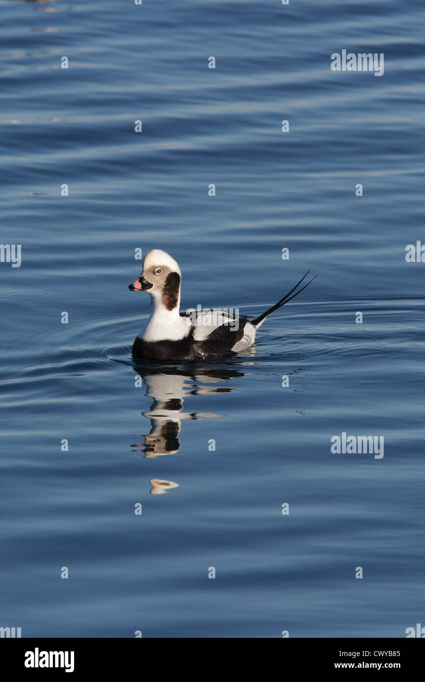 Long-tailed Duck / Harelde kakawi Clangula hyemalis, Shetland, Scotland, UK Banque D'Images