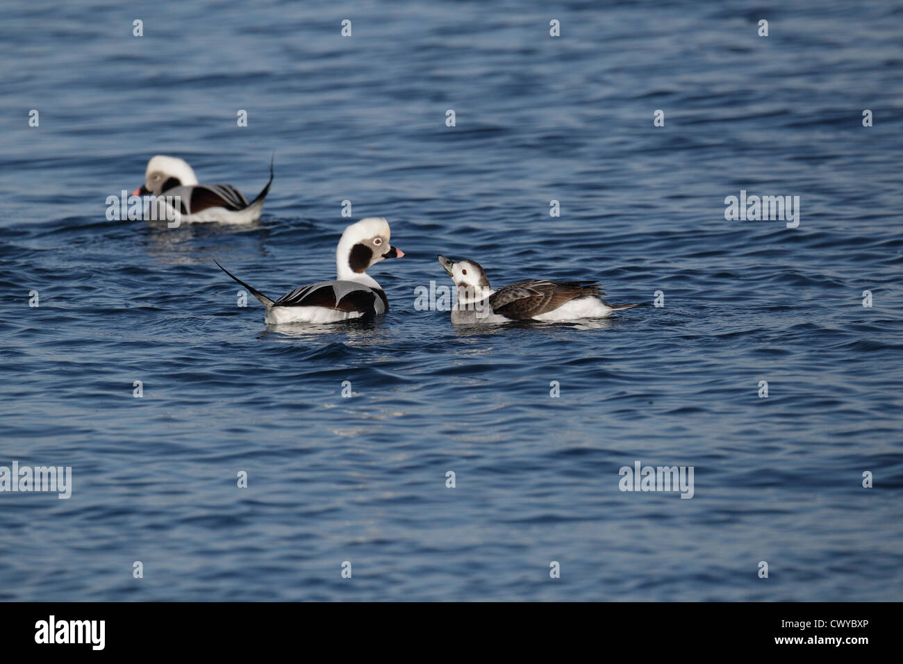 Long-tailed Duck / Harelde kakawi Clangula hyemalis, Shetland, Scotland, UK Banque D'Images