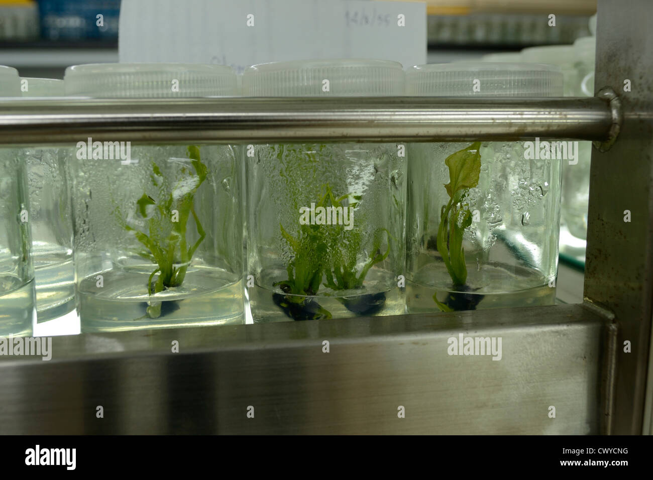 La culture de tissus végétaux Banque D'Images