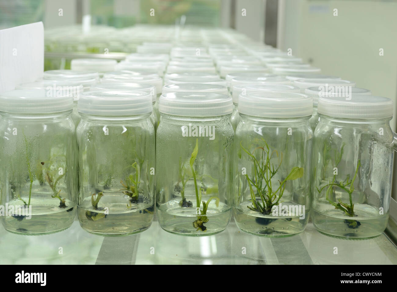 La culture de tissus végétaux Banque D'Images