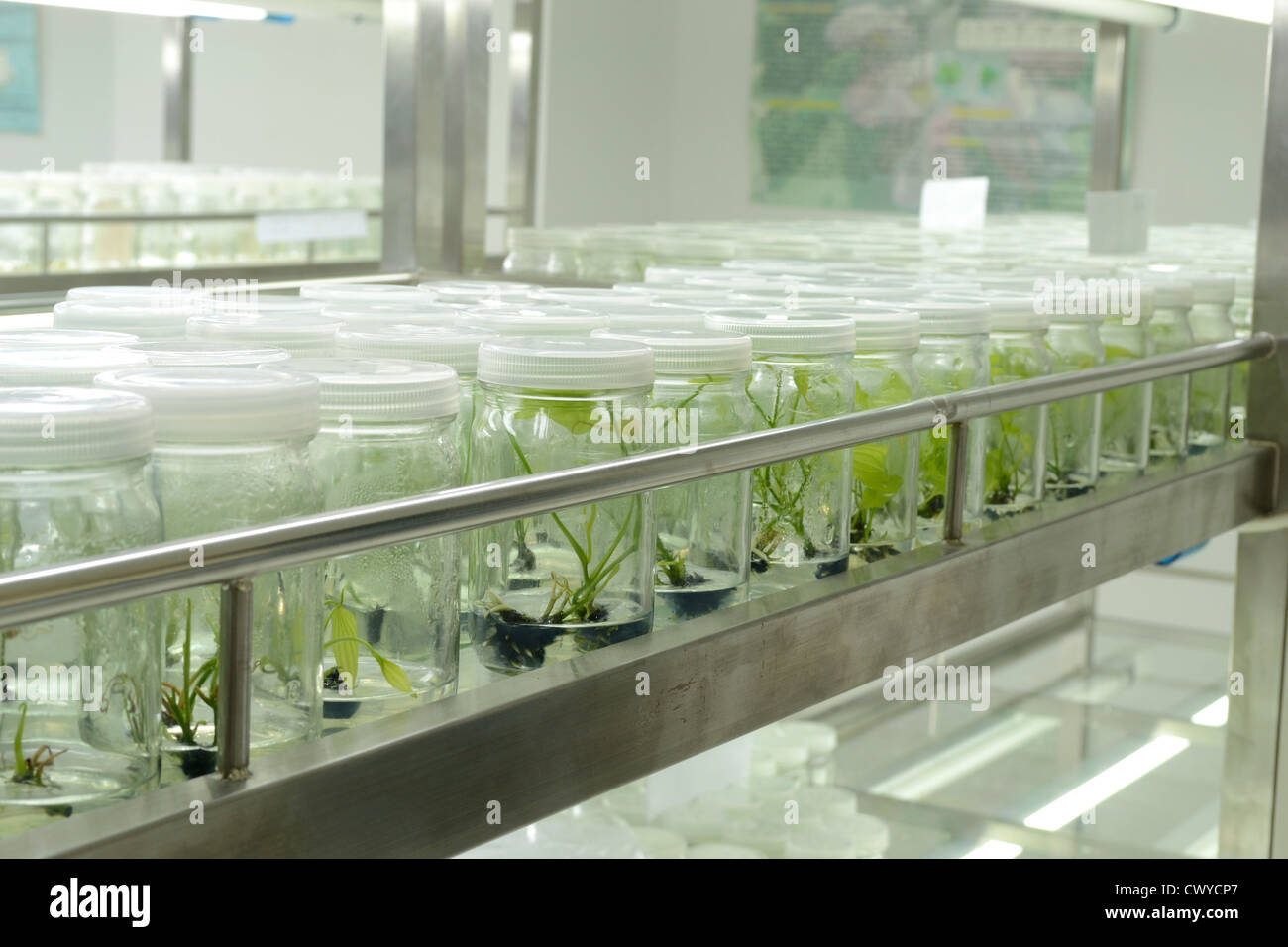 La culture de tissus végétaux Banque D'Images