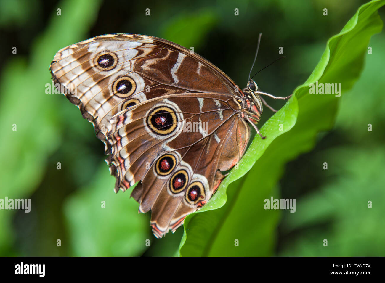 Blue Morpho butterfly close up Banque D'Images