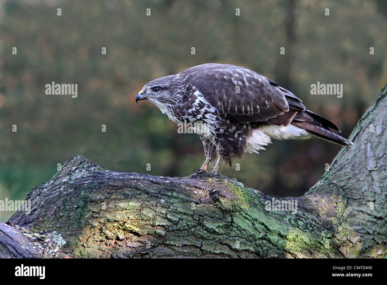 Buse variable (Buteo buteo) perché dans les bois, Cheshire, Royaume-Uni, octobre 2010 0963 Banque D'Images