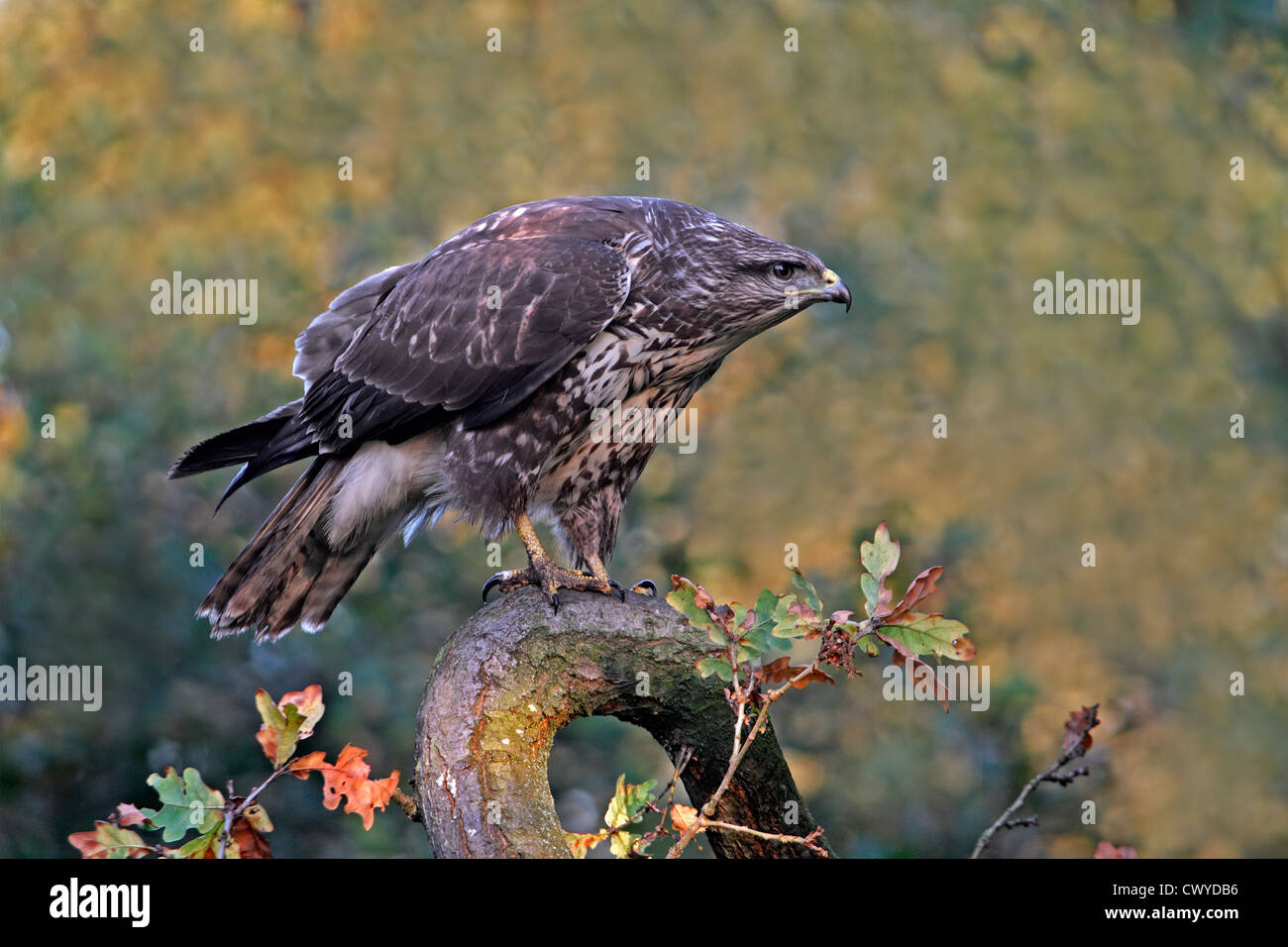 Buse variable (Buteo buteo) perché dans la forêt dans la lumière du soir, Cheshire, Royaume-Uni, octobre 2010 1094 Banque D'Images