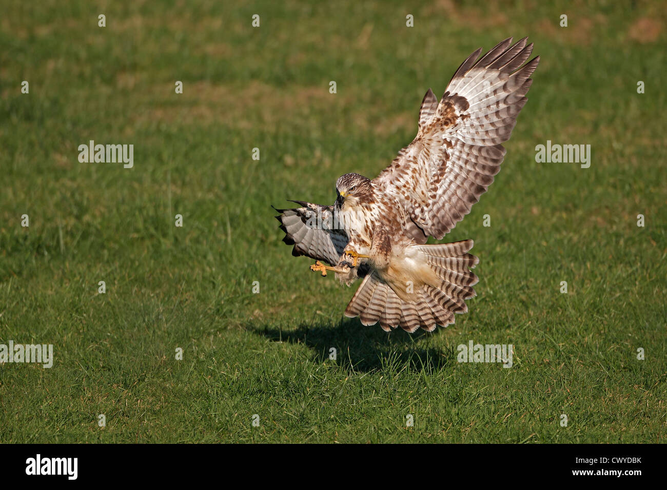 Buse variable (Buteo buteo) dans le champ d'atterrissage, Mid-Wales, UK, 2010 Octobre 7653 Banque D'Images