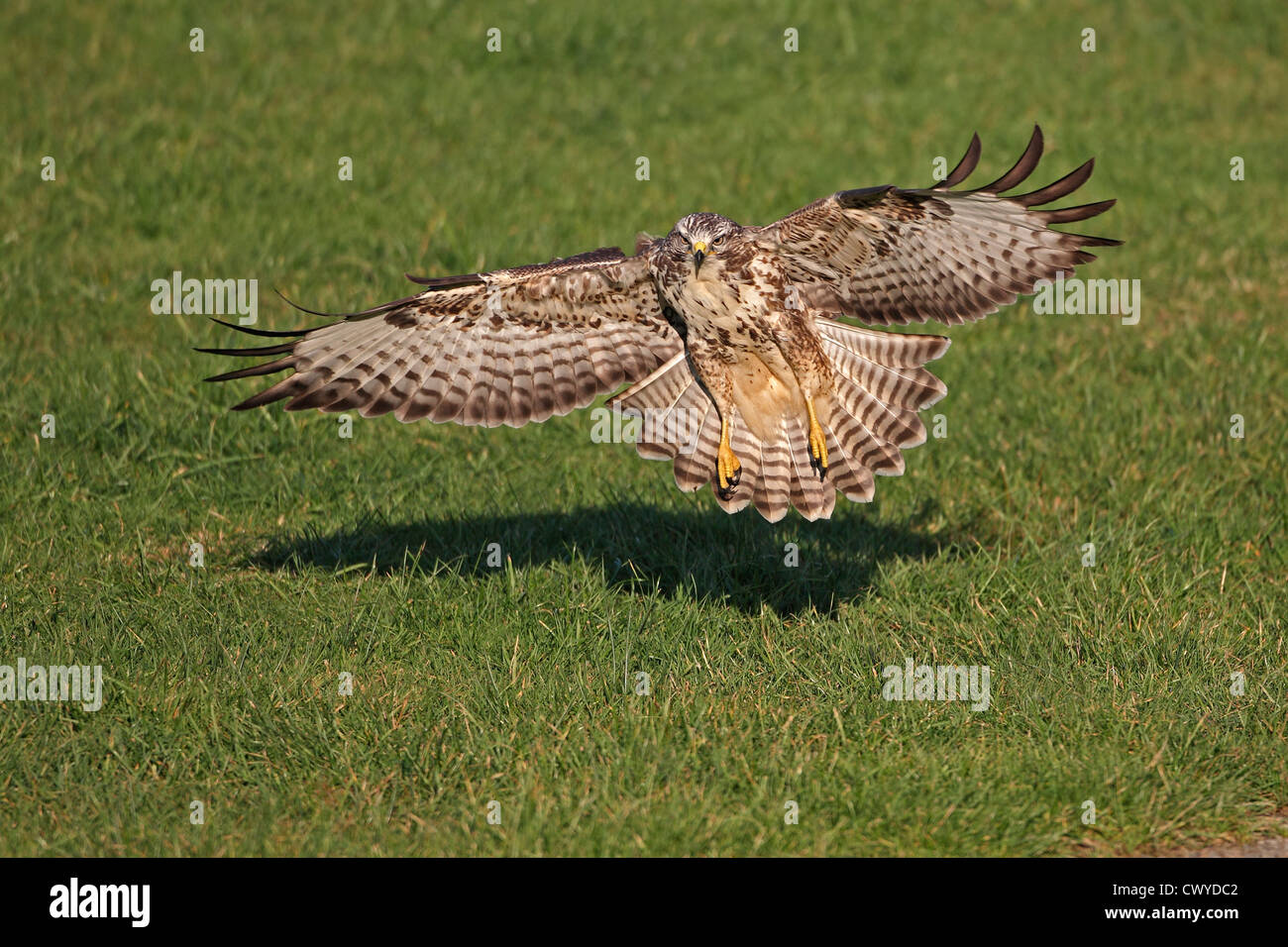 Buse variable (Buteo buteo) dans le champ d'atterrissage, Mid-Wales, UK, 2010 Octobre 7695 Banque D'Images