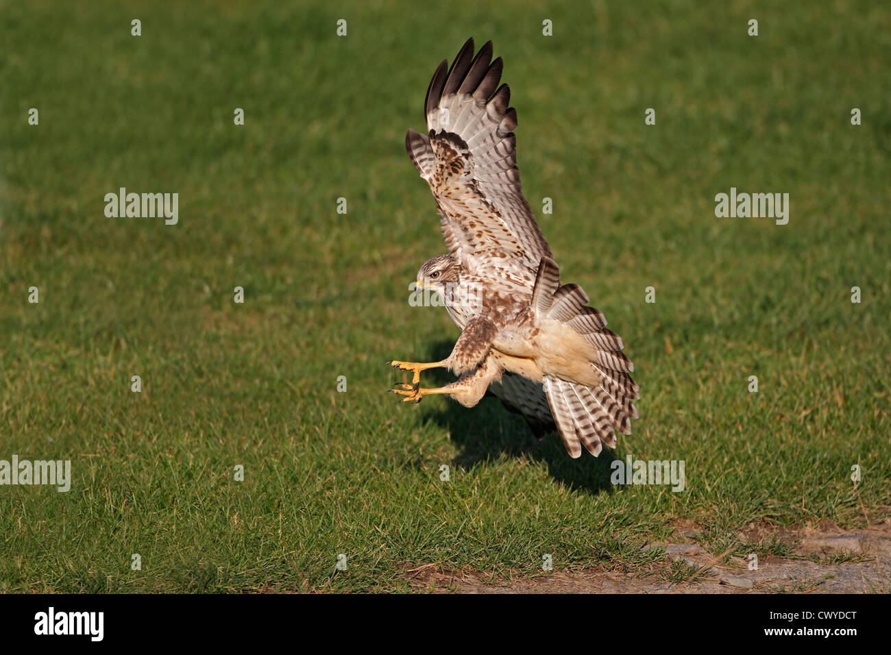 Buse variable (Buteo buteo) dans le champ d'atterrissage, Mid-Wales, UK, 2010 Octobre 7704 Banque D'Images