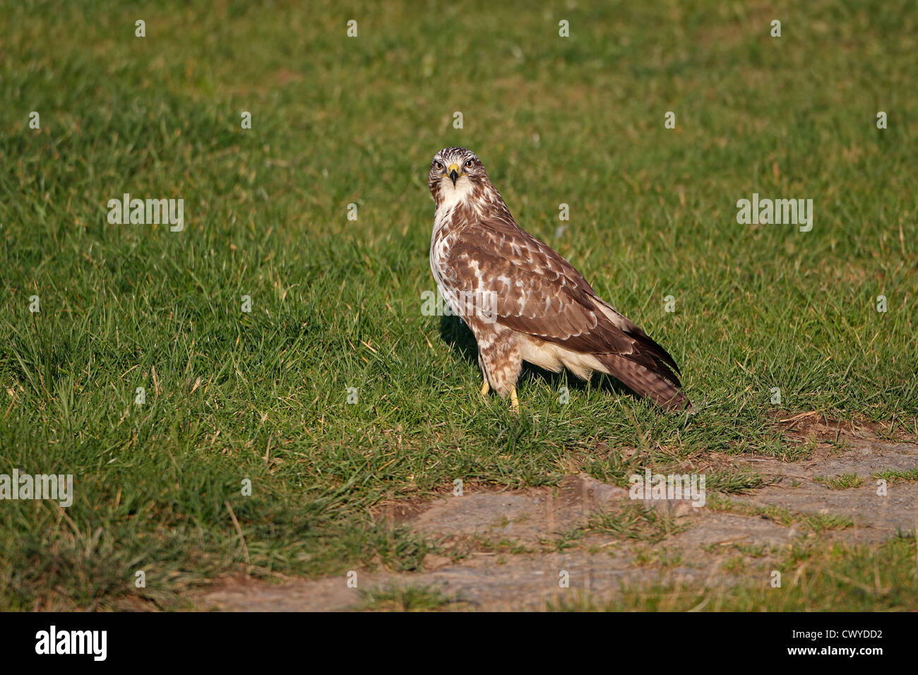 Buse variable (Buteo buteo) dans la zone sur les terres agricoles, mi-pays de Galles, Royaume-Uni, octobre 2010 7710 Banque D'Images