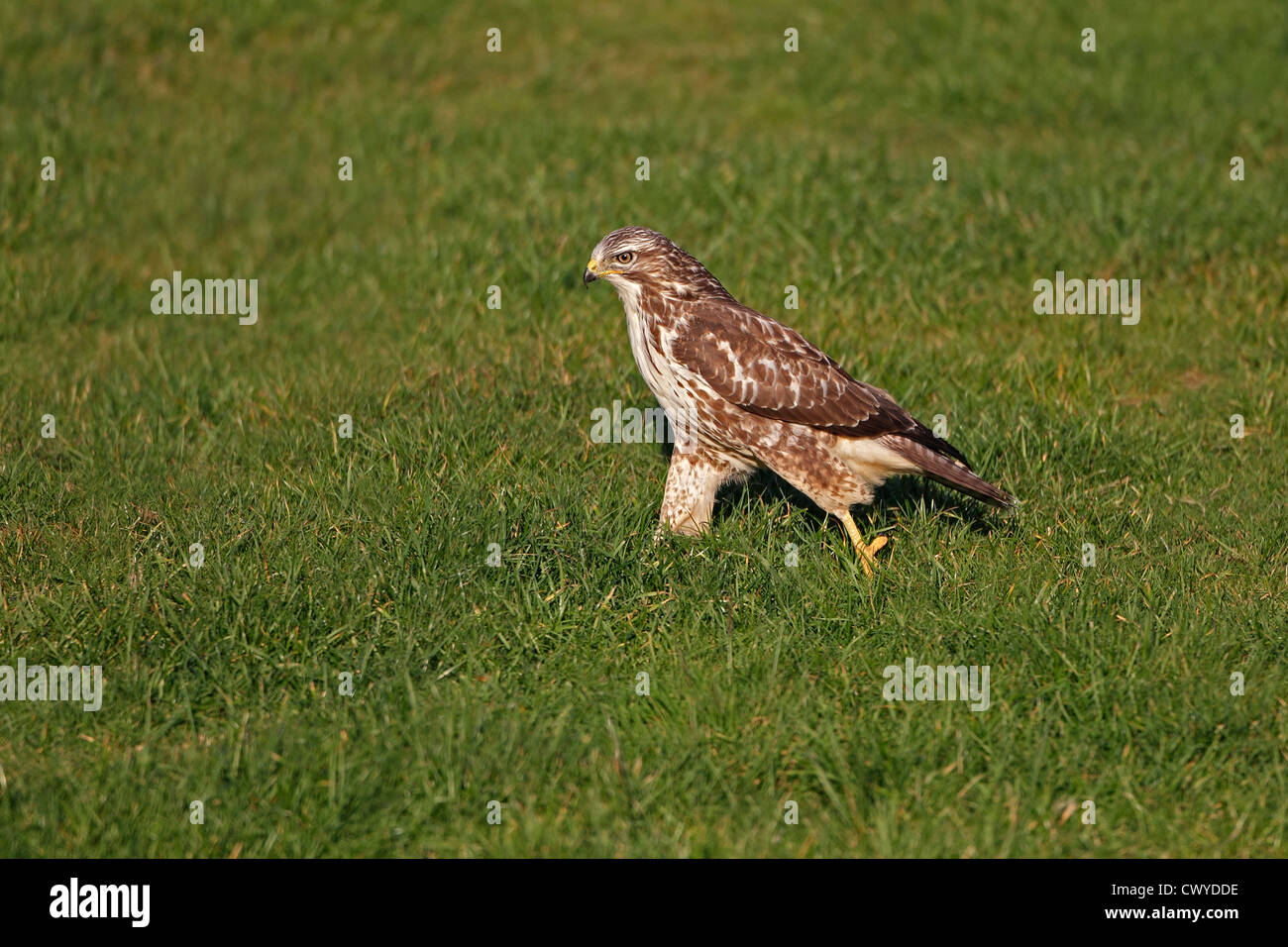 Buse variable (Buteo buteo) à la recherche de nourriture dans la zone sur les terres agricoles, Mid-Wales, UK, 2010 Octobre 7736 Banque D'Images