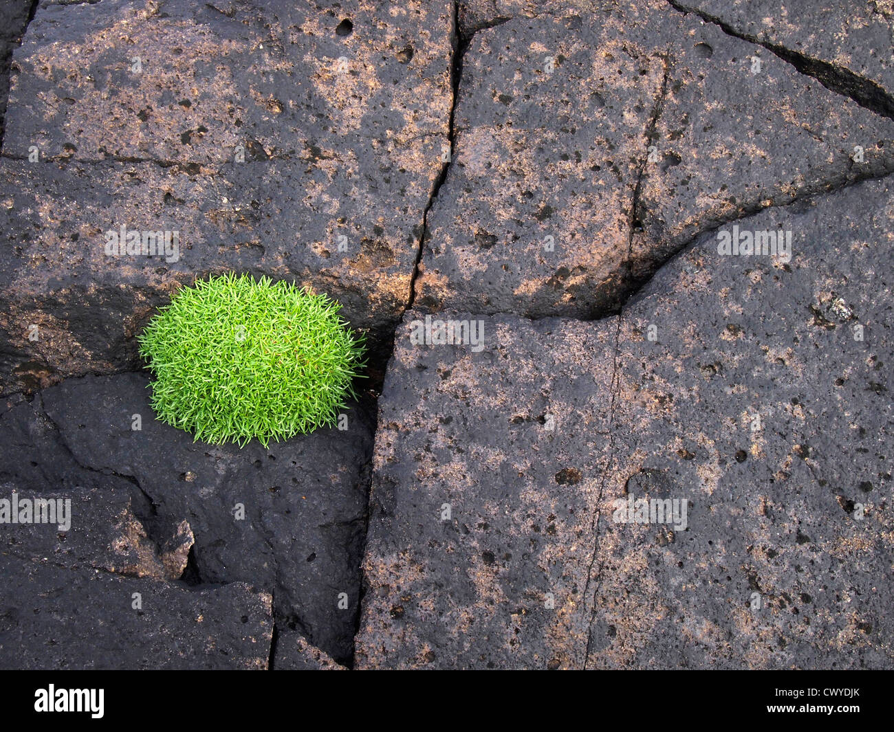 L'économie verte foncé feuilles sur la lave, Eshaness, Shetland Banque D'Images
