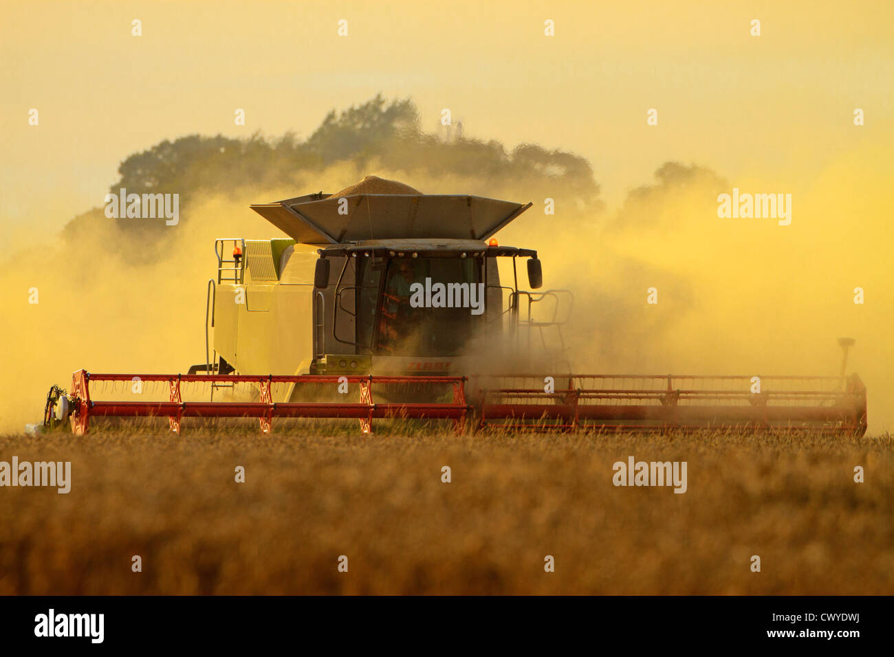 Moissonneuse-batteuse de blé Banque D'Images