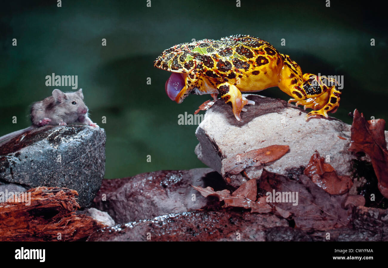 La grenouille cornue d'Argentine, Cerathophrys ornata et souris Banque D'Images