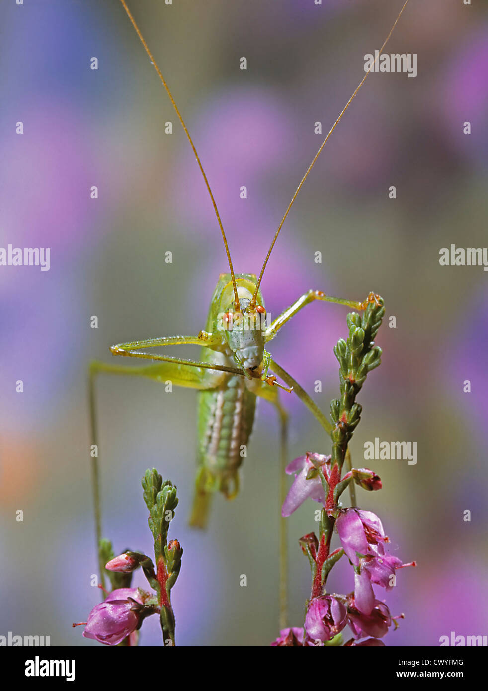 Grande sauterelle, Tettigonia viridissima Banque D'Images