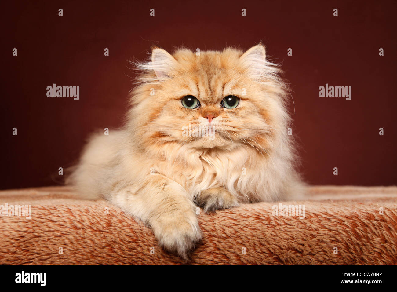 Perser Chinchilla D Or Chat Persan Photo Stock Alamy