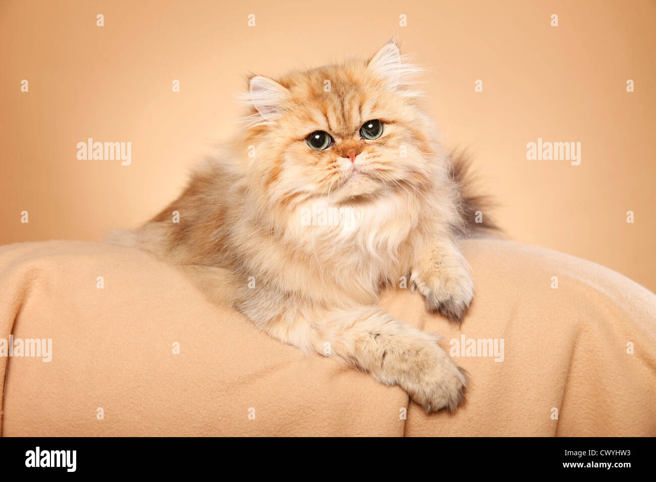 Perser Chinchilla D Or Chat Persan Photo Stock Alamy