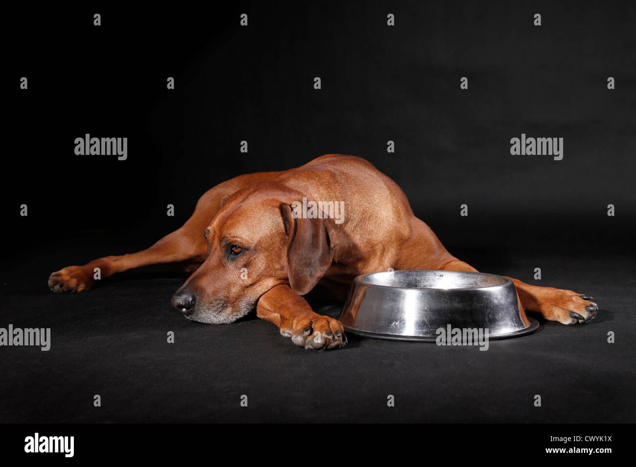 Lying Rhodesian Ridgeback Banque D'Images